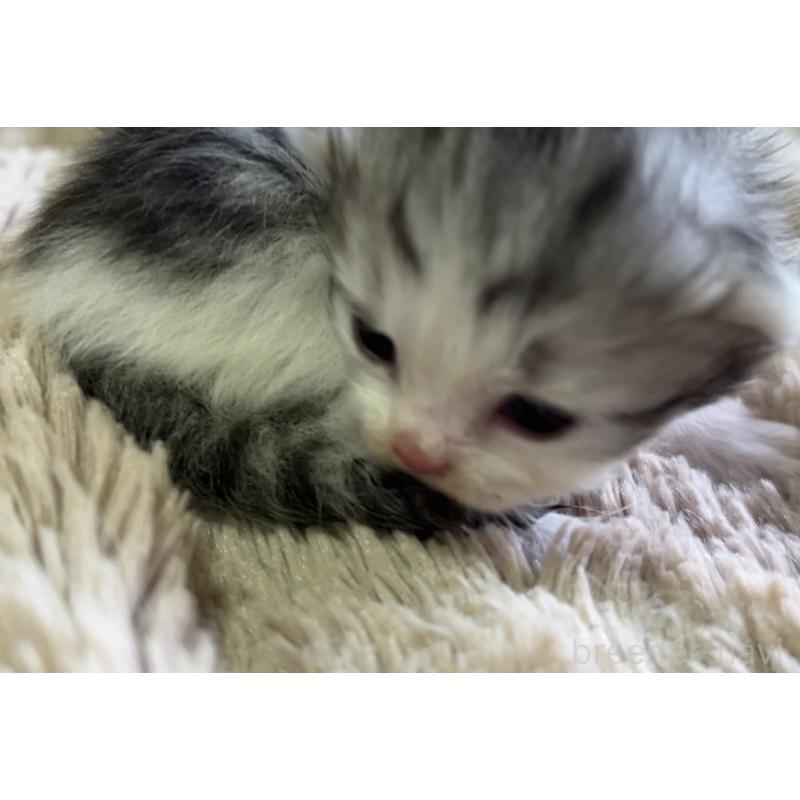 販売中の鹿児島県のサイベリアン-131318の2枚目