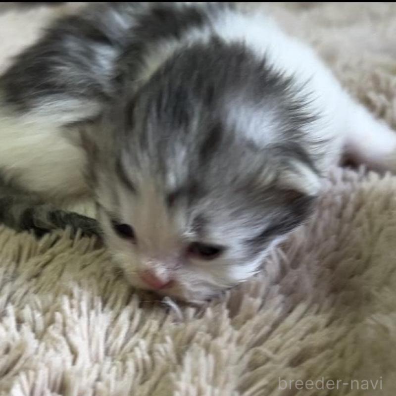 販売中の鹿児島県のサイベリアン-131318の1枚目