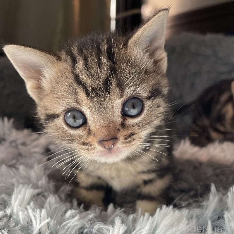 販売中の岐阜県のアメリカンショートヘア-131319