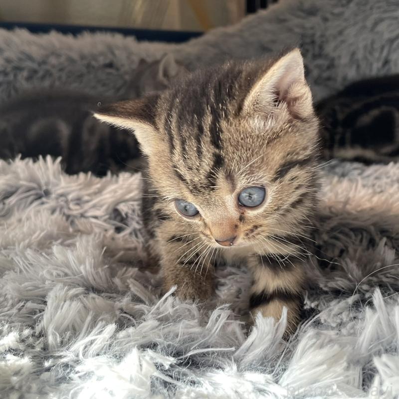 販売中の岐阜県のアメリカンショートヘア-131319の4枚目