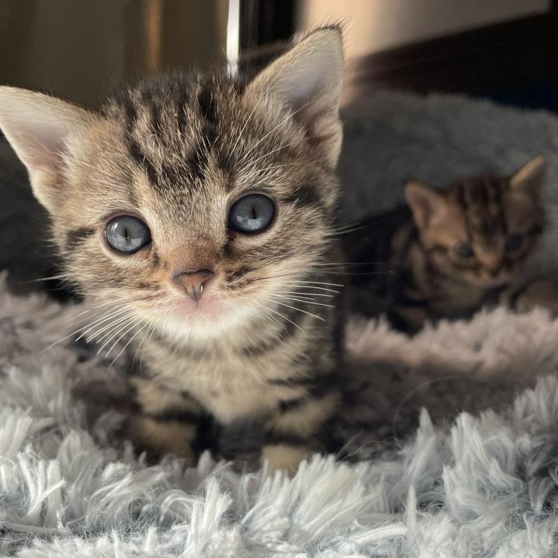 販売中の岐阜県のアメリカンショートヘア-131319の3枚目