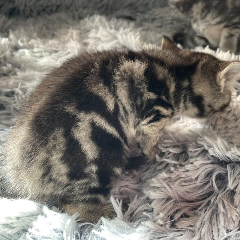 販売中の岐阜県のアメリカンショートヘア-131319の2枚目