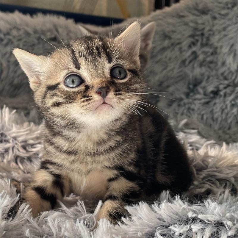 販売中の岐阜県のアメリカンショートヘア-131320の4枚目