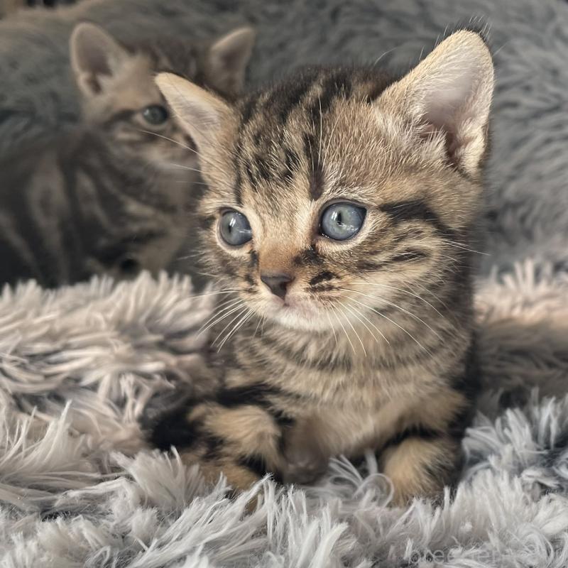 販売中の岐阜県のアメリカンショートヘア-131320の3枚目