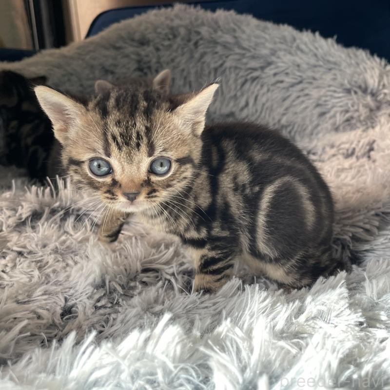 販売中の岐阜県のアメリカンショートヘア-131320の2枚目