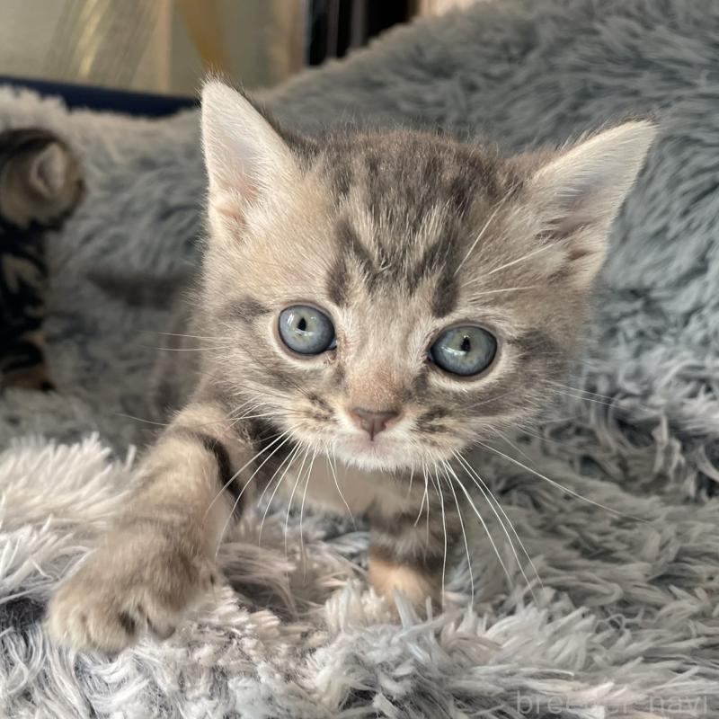 販売中の岐阜県のアメリカンショートヘア-131321の1枚目