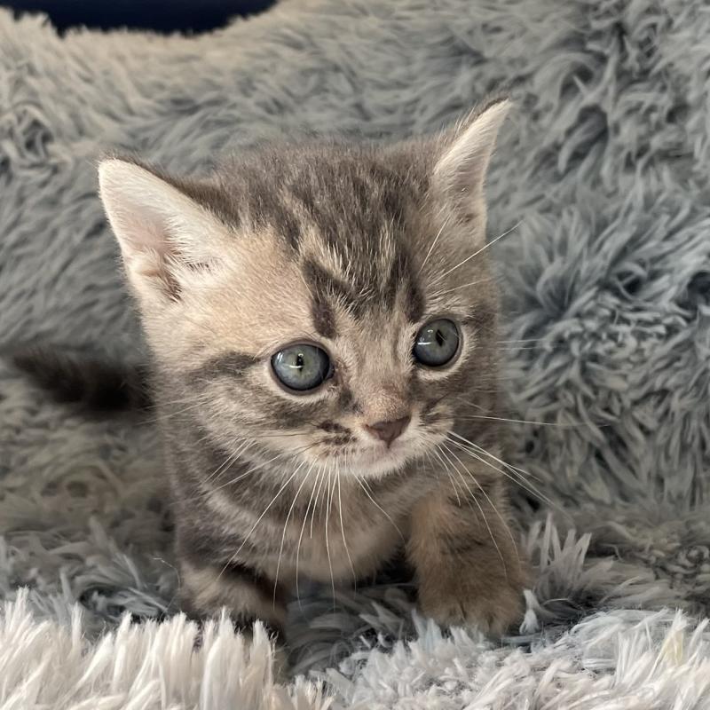 販売中の岐阜県のアメリカンショートヘア-131321の4枚目