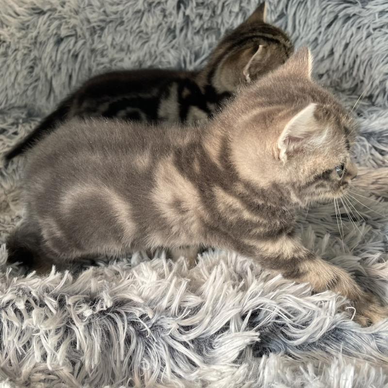 販売中の岐阜県のアメリカンショートヘア-131321の3枚目