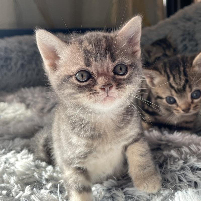 販売中の岐阜県のアメリカンショートヘア-131321の2枚目