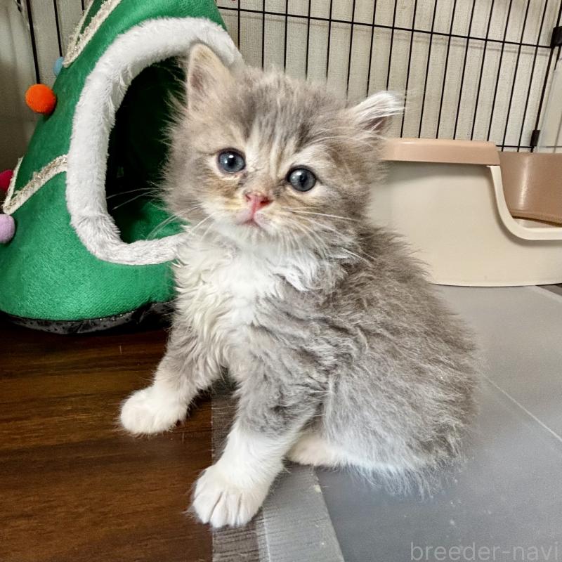 販売中の埼玉県のマンチカン-129006