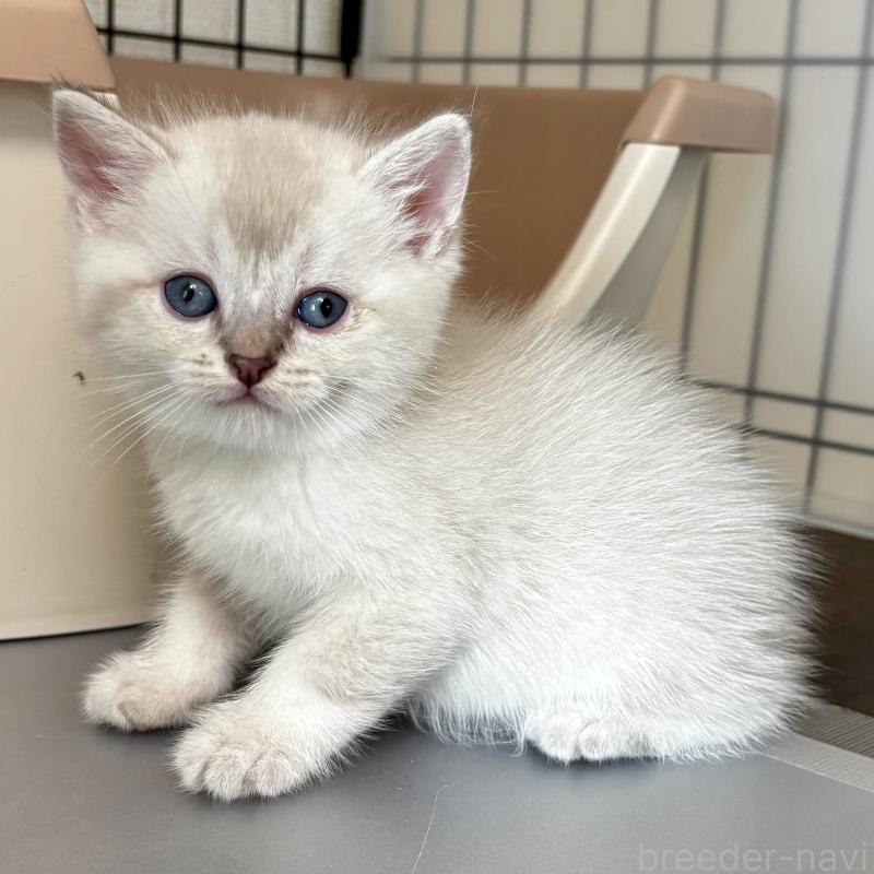 販売中の埼玉県のマンチカン-129010