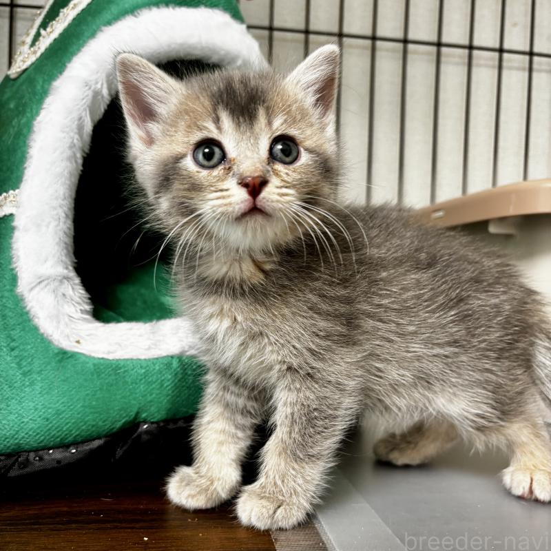 販売中の埼玉県のマンチカン-129005の1枚目