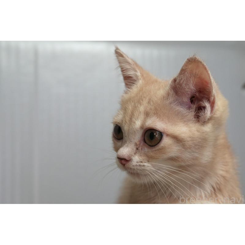 販売中の埼玉県のアメリカンショートヘア-125432の10枚目