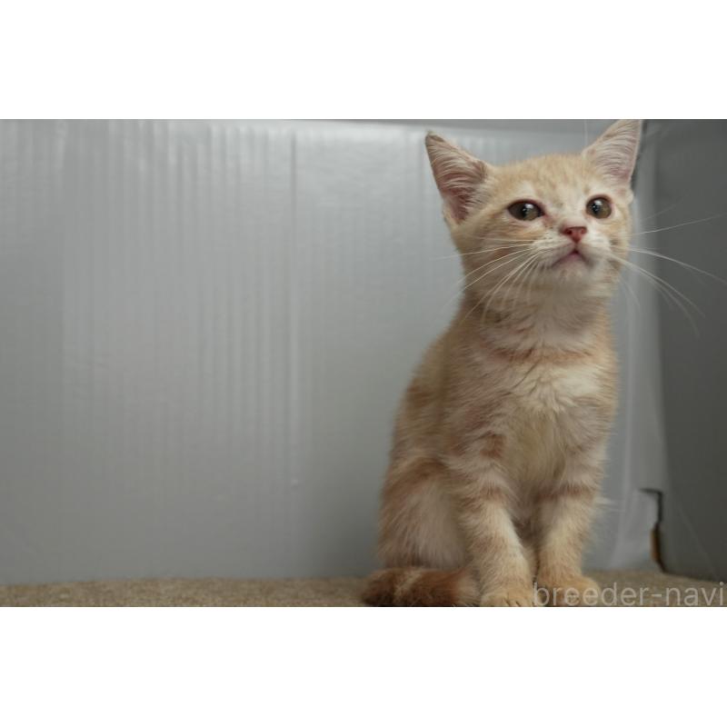 販売中の埼玉県のアメリカンショートヘア-125432の9枚目