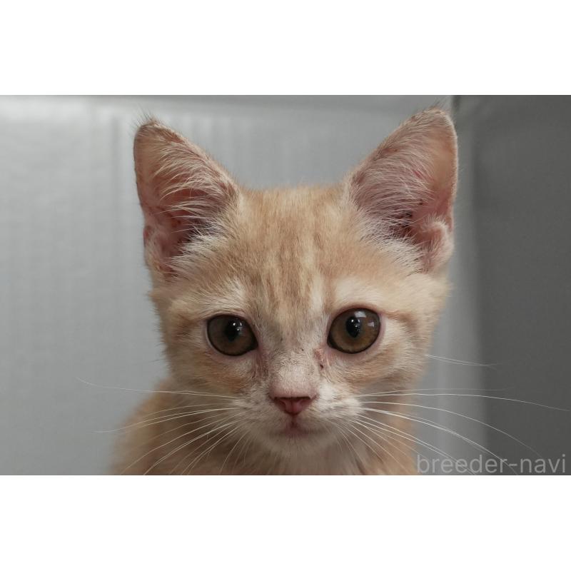 販売中の埼玉県のアメリカンショートヘア-125432の8枚目