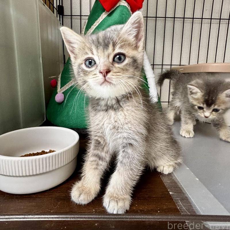 販売中の埼玉県のマンチカン-129007