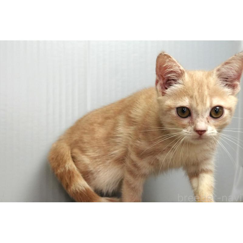 販売中の埼玉県のアメリカンショートヘア-125432の7枚目