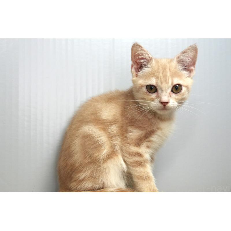 販売中の埼玉県のアメリカンショートヘア-125432の6枚目