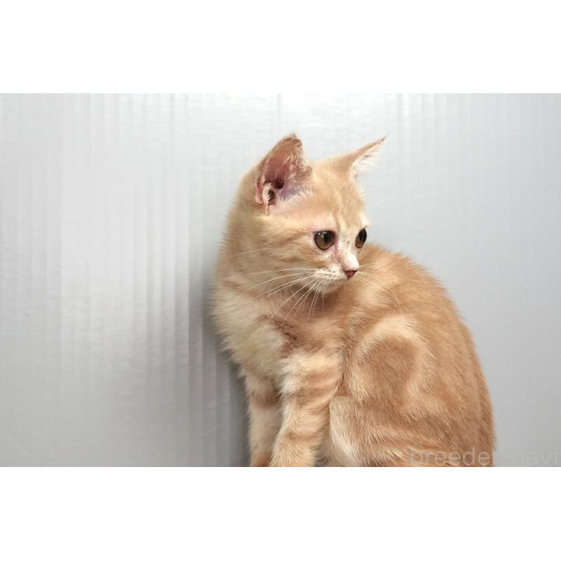 販売中の埼玉県のアメリカンショートヘア-125432の5枚目