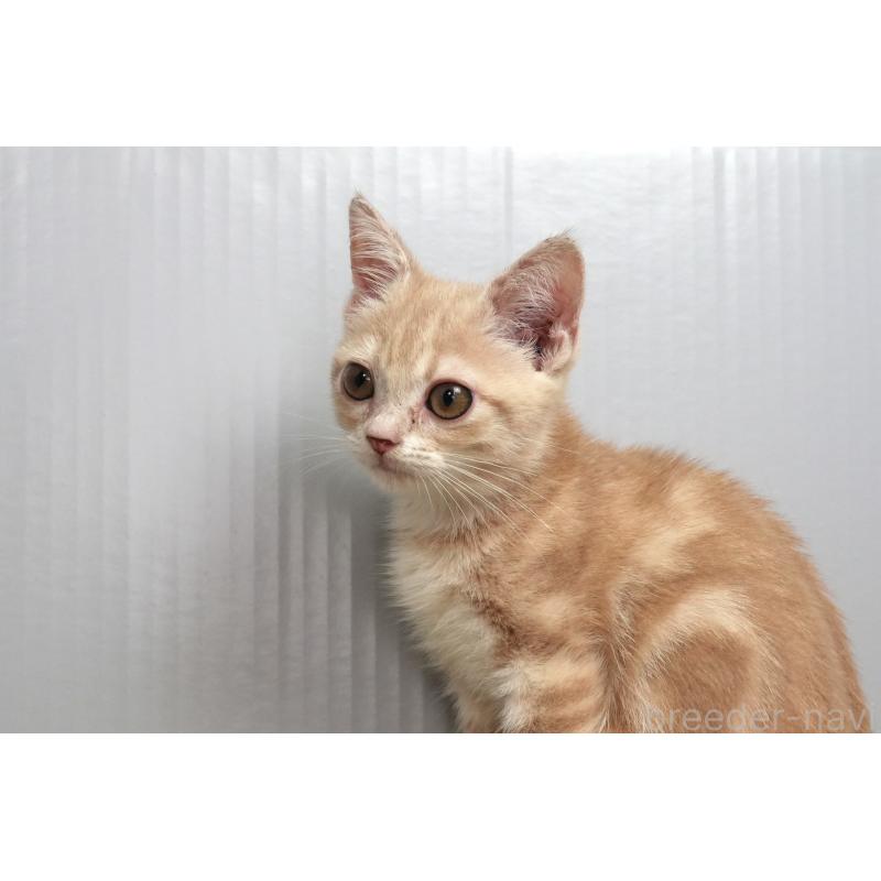 販売中の埼玉県のアメリカンショートヘア-125432の4枚目