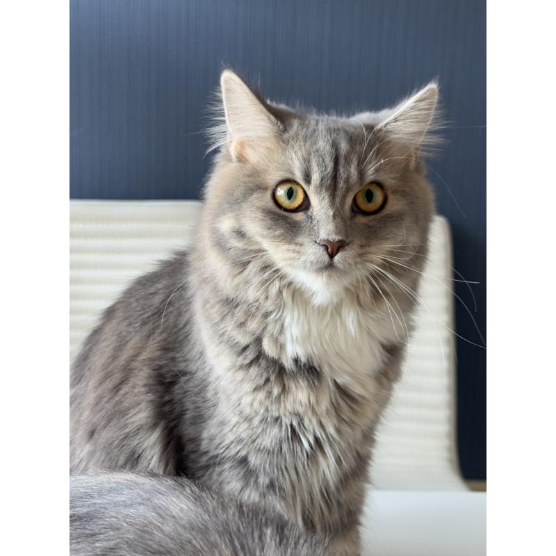 販売中の埼玉県のマンチカン-114457の10枚目