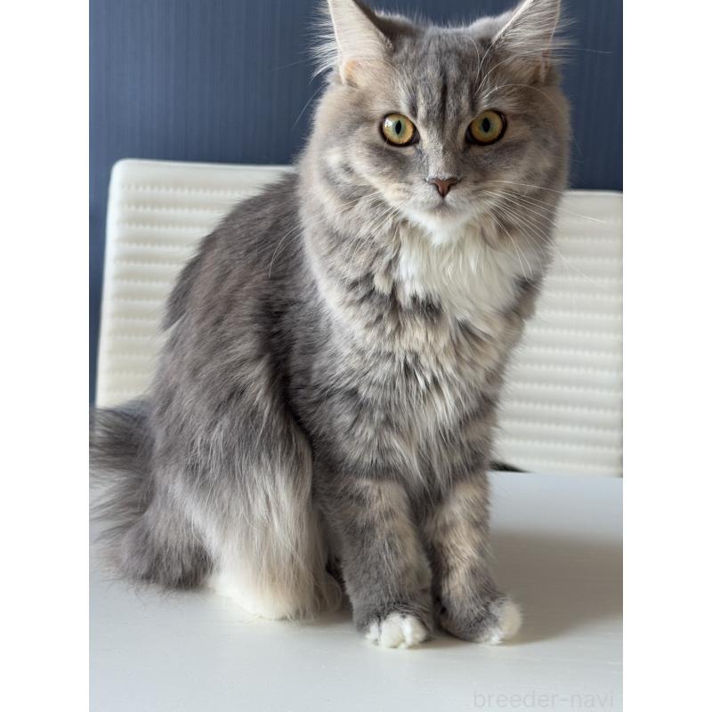 販売中の埼玉県のマンチカン-114457の8枚目