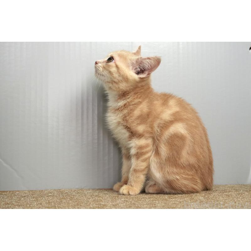 販売中の埼玉県のアメリカンショートヘア-125432の3枚目