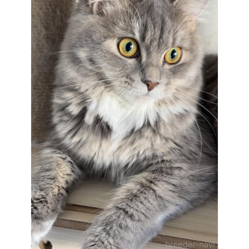 販売中の埼玉県のマンチカン-114457の7枚目