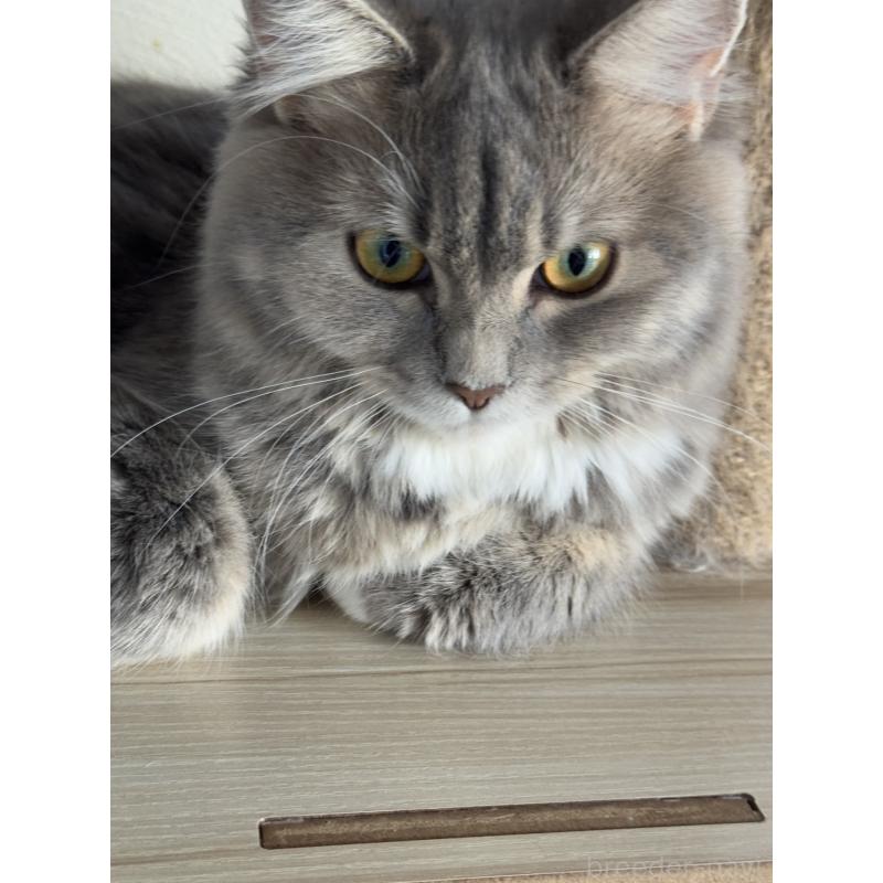 販売中の埼玉県のマンチカン-114457の6枚目