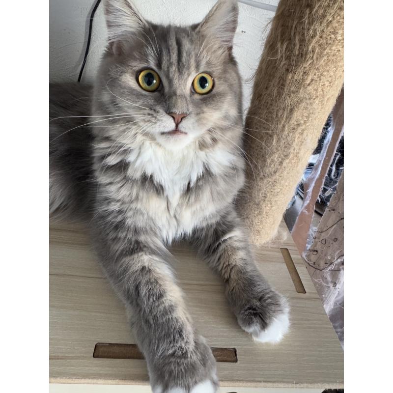 販売中の埼玉県のマンチカン-114457の4枚目