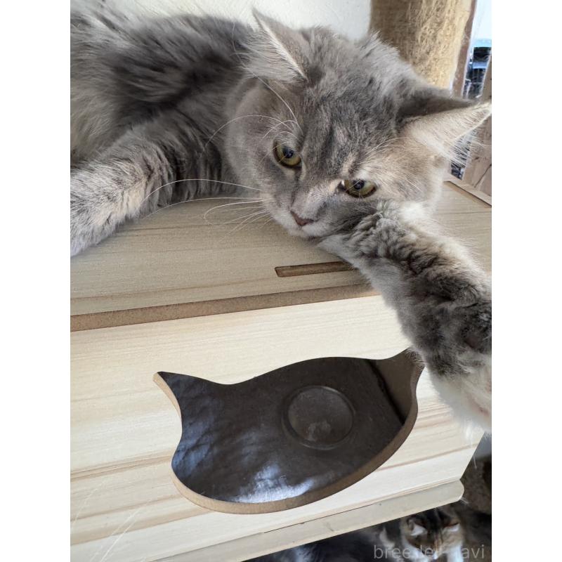 販売中の埼玉県のマンチカン-114457の3枚目