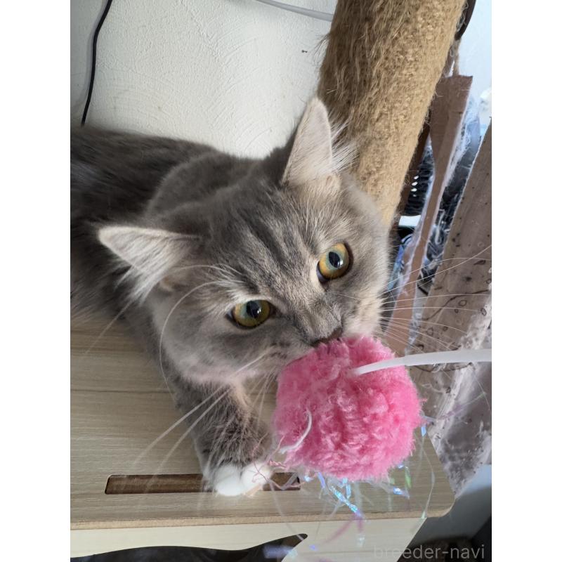 販売中の埼玉県のマンチカン-114457の2枚目