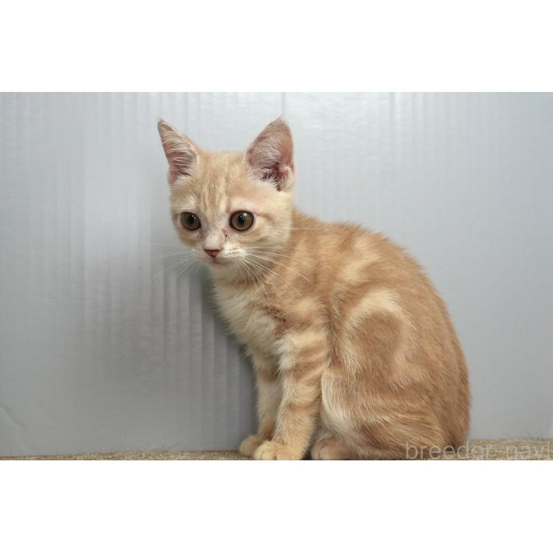 販売中の埼玉県のアメリカンショートヘア-125432の2枚目