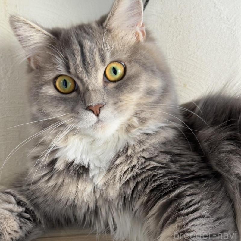 販売中ののマンチカン-114457