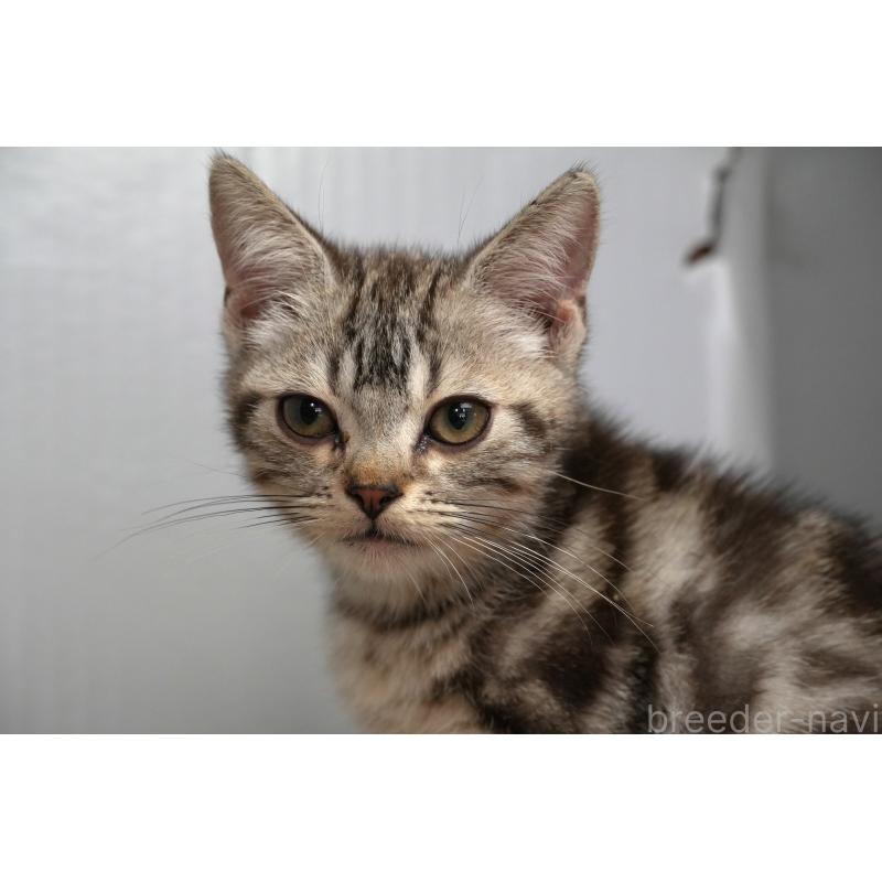 販売中の埼玉県のアメリカンショートヘア-125436の5枚目