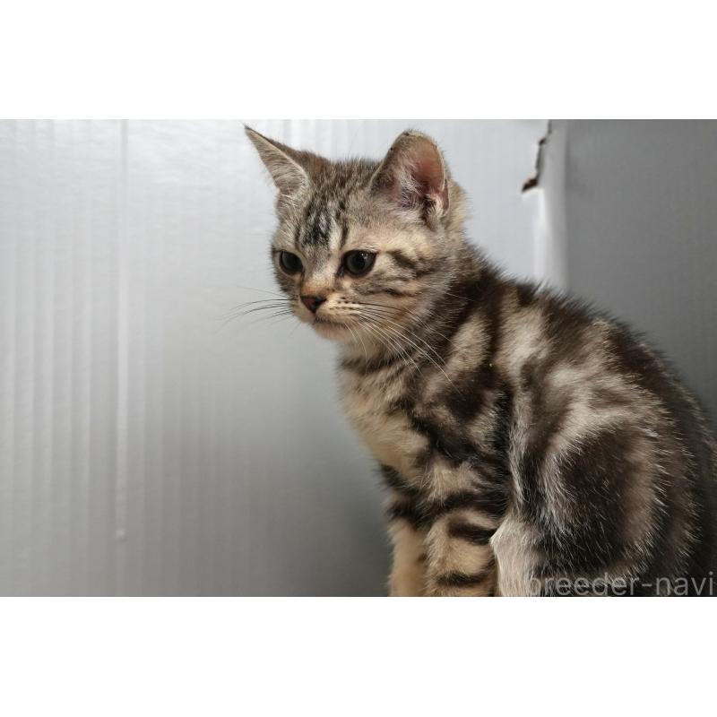 販売中の埼玉県のアメリカンショートヘア-125436の4枚目