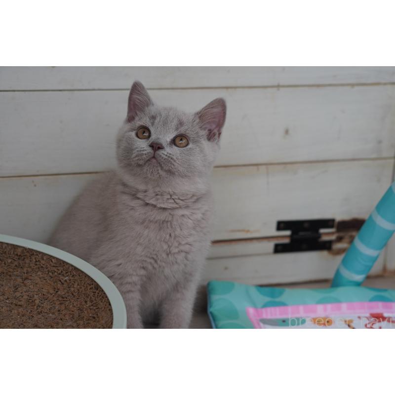 販売中の滋賀県のブリティッシュショートヘア-131323の7枚目