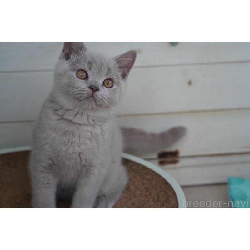 販売中の滋賀県のブリティッシュショートヘア-131323の6枚目