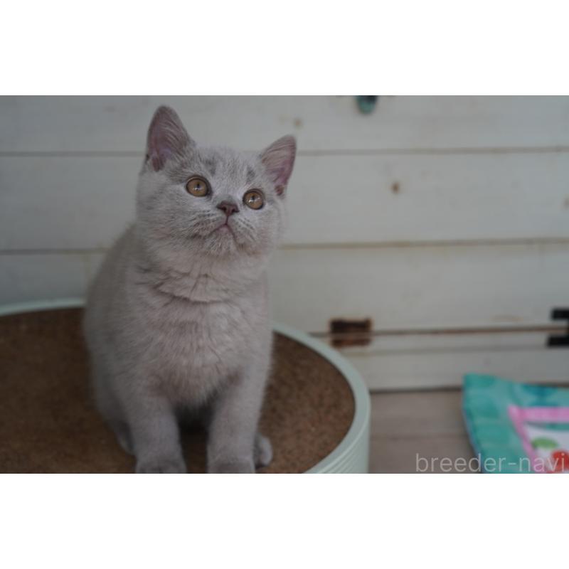 販売中の滋賀県のブリティッシュショートヘア-131323の5枚目