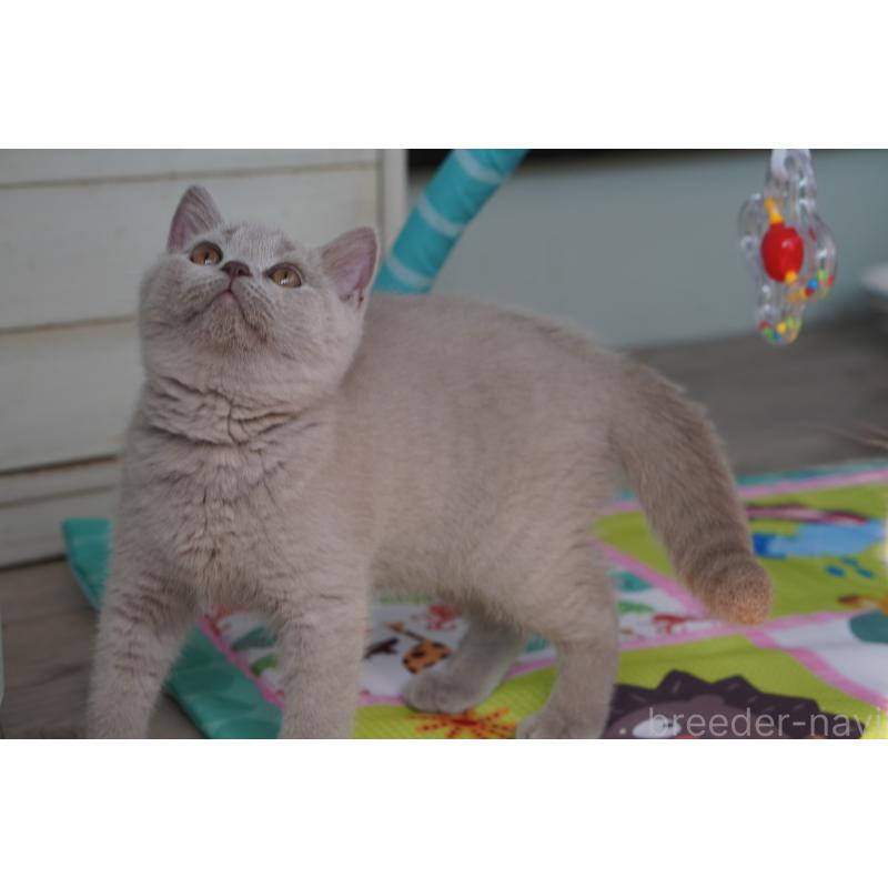 販売中の滋賀県のブリティッシュショートヘア-131323の4枚目