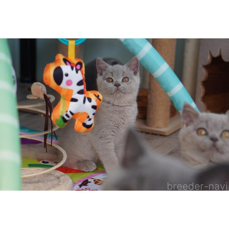 販売中の滋賀県のブリティッシュショートヘア-131323の3枚目