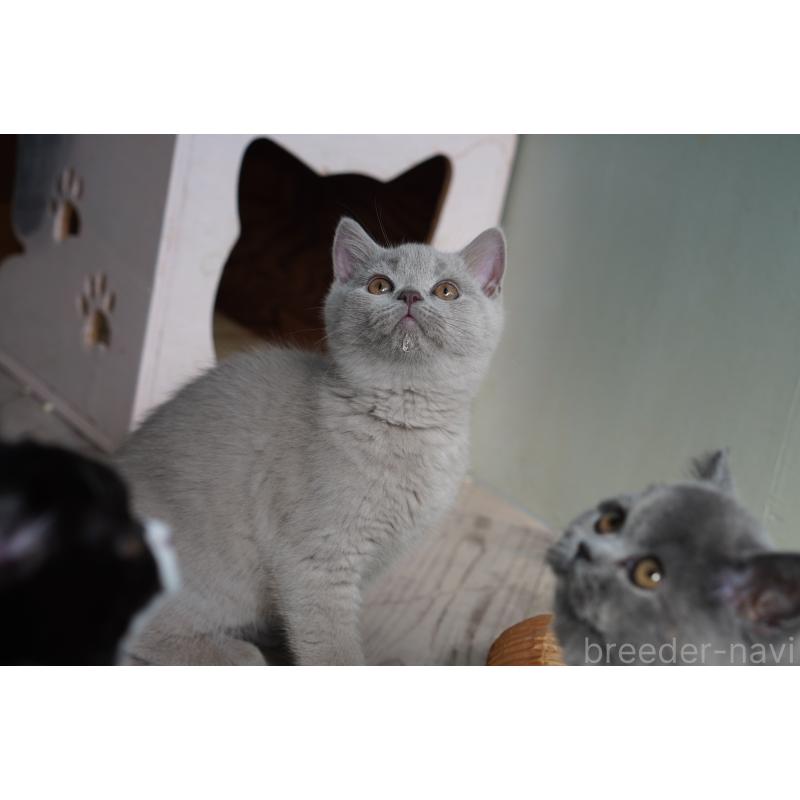 販売中の滋賀県のブリティッシュショートヘア-131323の2枚目