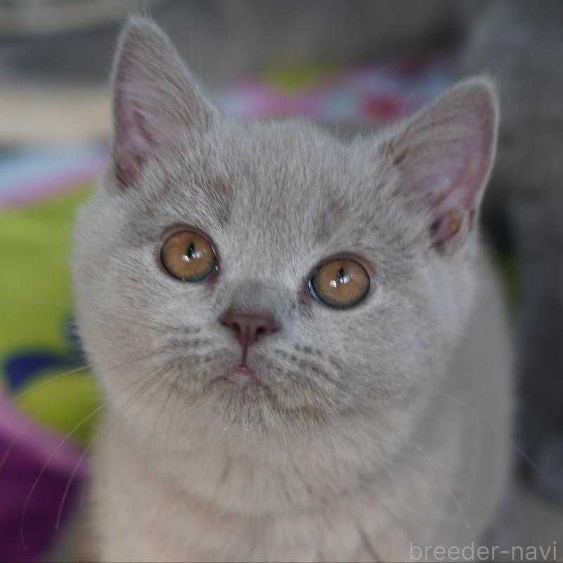 販売中の滋賀県のブリティッシュショートヘア-131323