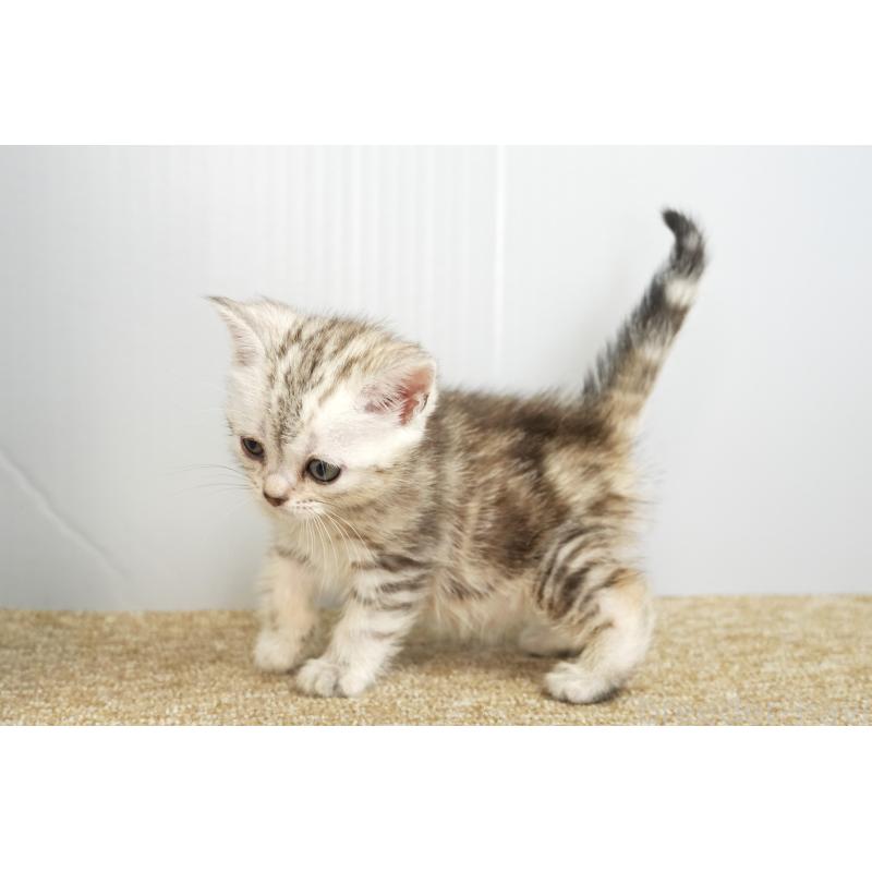 販売中の埼玉県のアメリカンショートヘア-131324の4枚目