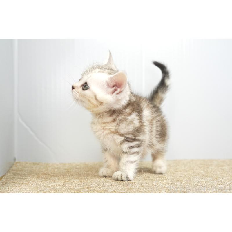 販売中の埼玉県のアメリカンショートヘア-131324の3枚目