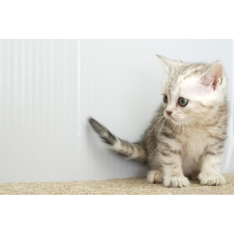 販売中の埼玉県のアメリカンショートヘア-131324の2枚目