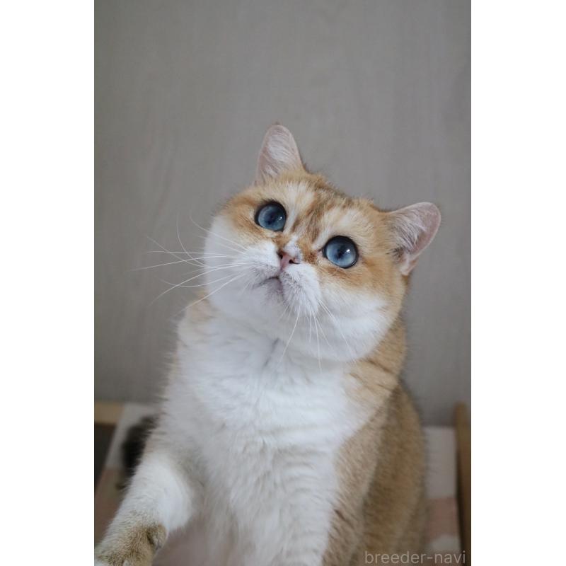 販売中の愛知県のスコティッシュストレート-128407の3枚目