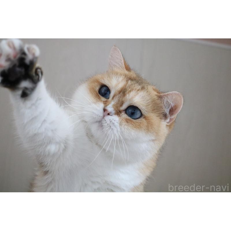 販売中の愛知県のスコティッシュストレート-128407の2枚目