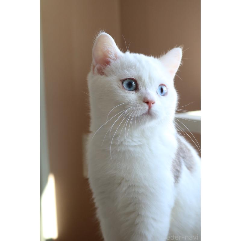 販売中の愛知県のスコティッシュストレート-125506の4枚目