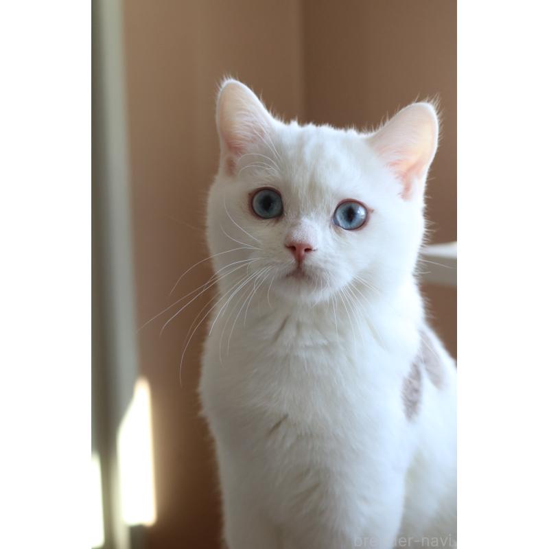 販売中の愛知県のスコティッシュストレート-125506の3枚目